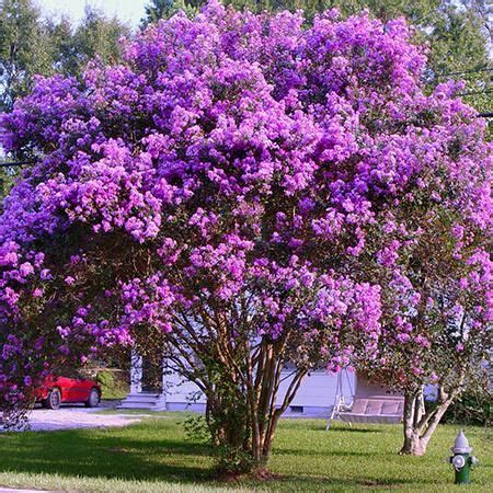 purple crape myrtle - Google Search | Myrtle tree, Flowering trees, Trees to plant