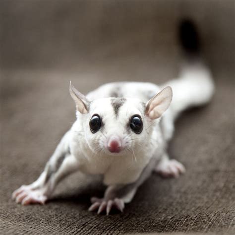 Are Sugar Gliders Good Pets? | Facts, Foods, Carings & Behaviours - Goodmorning | Sugar glider ...