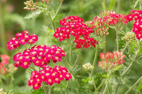 Get Inspired For Fernleaf Yarrow Flower Supplement 9+