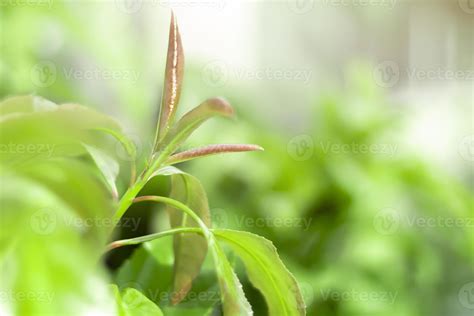 Blurred Leaves Abstract Background Green Leaf Bokeh Blurred Nature ...