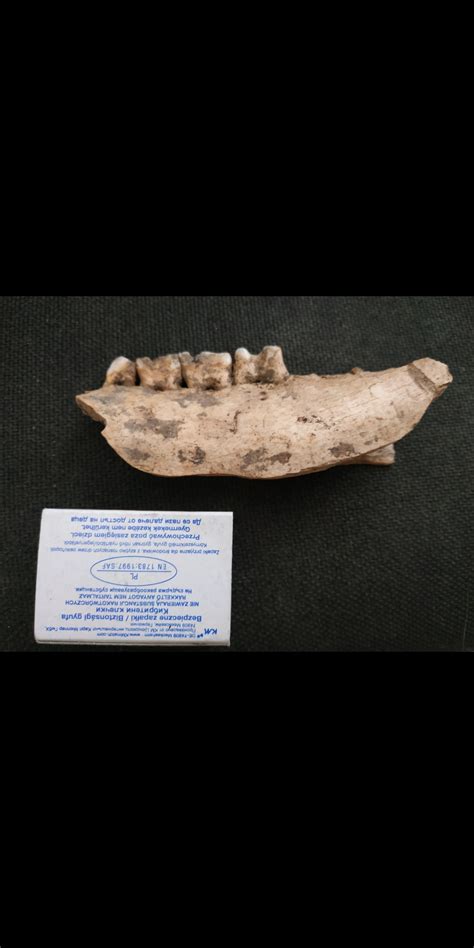 Partial jaw and teeth - Fossil ID - The Fossil Forum