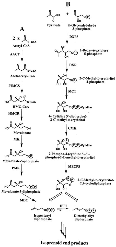 Metabolic engineering of essential oil yield and composition in mint by altering expression of ...