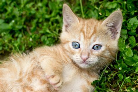 10,000+ Free Ginger Kitten & Cat Images - Pixabay