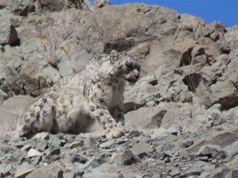 Best Snow Leopard Trek Leh Ladakh, Snow Leopard Tour to Leh