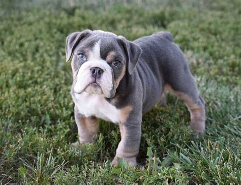 SOLD Louie Blue English Bulldog - Bulldog Angels | Siess Ranch Bulldogs