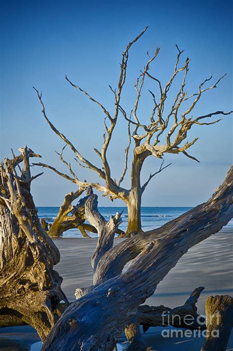 Boneyard Beach 3 Photograph by Carrie Cranwill - Pixels