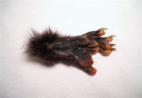 Real Possum Foot Paw Taxidermy Feet Small Bones, Claws, and Skin - Etsy