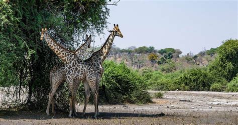 About Chobe National Park in Botswana - Travel information and all you need to know before ...