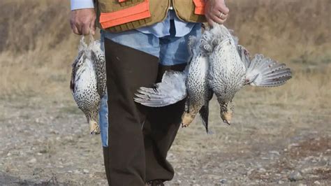 Bird Hunting: Top 5 Grouse Hunting Tips | TheGearHunt