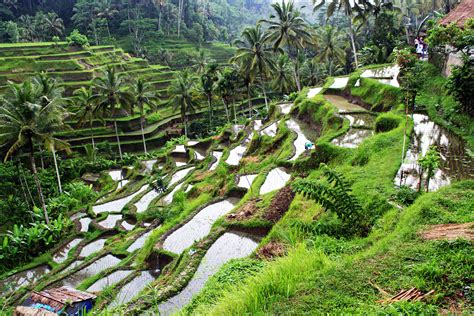 Bali Tegalalang rice terrace | MyTravelEmotion