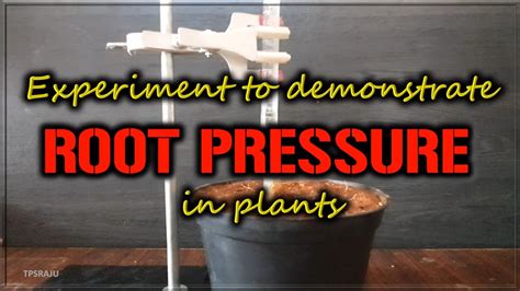 Root pressure experiment - YouTube