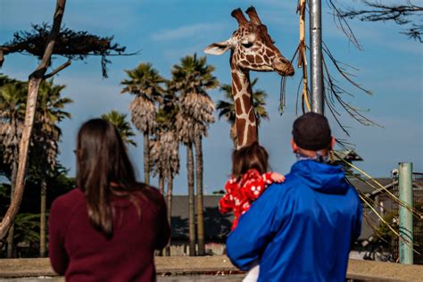 S.F. Zoo to go admission free for one day only | Datebook