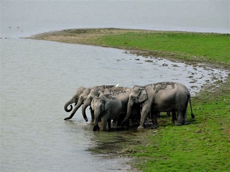 WILDLIFE ASSAM - Tripoto