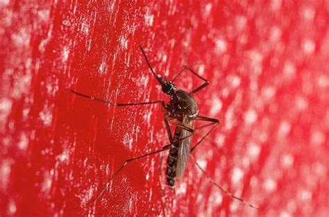 Mosquitos hunt your fatty acids - ScienceBlog.com