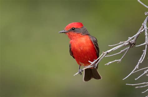 Vermilion Flycatcher ⋆ Tucson Audubon