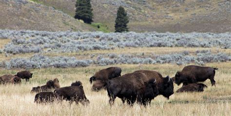 Buffalo in Yellowstone | My pictures, Yellowstone, Picture