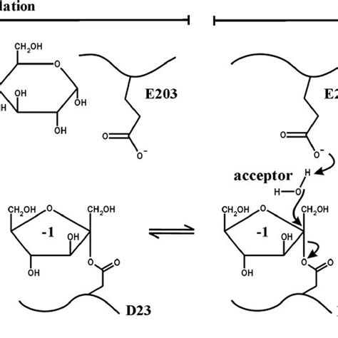 Reaction mechanism of A. thaliana cell wall invertase 1 (GH32). The... | Download Scientific Diagram