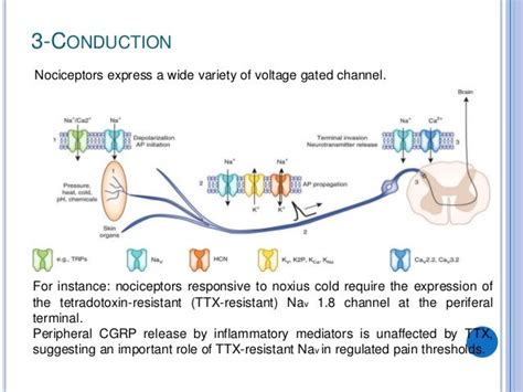 Nociceptors the sensors of the pain pathway