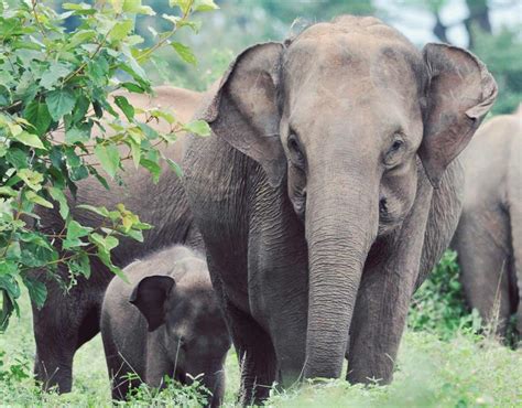 Udawalawe National Park - Grand Udawalawe Safari Resort