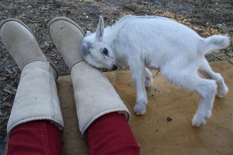 happy the baby goat | Cute little animals, Baby animals, Baby goats