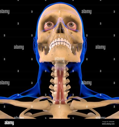 Sternohyoid Muscle Anatomy For Medical Concept 3D Illustration Stock ...