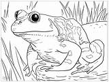 Free Printable Frog Coloring Pages  Word Searches sketch template
