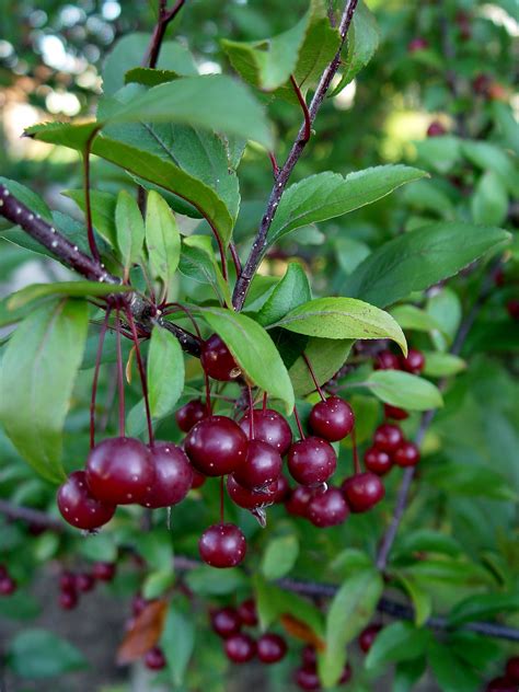 Crabapple ‘Prairifire’ | Garden Housecalls