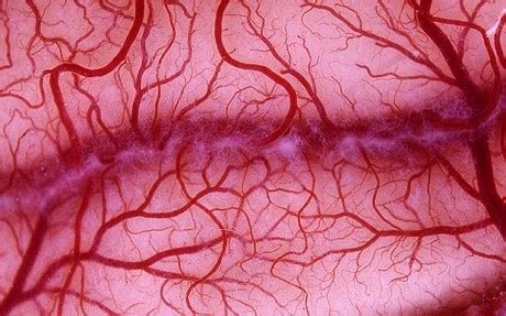 Human blood vessels grown in the laboratory