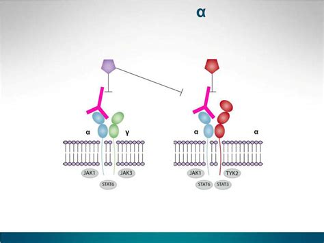 Dupixent (dupilumab) for the Treatment of Atopic Dermatitis