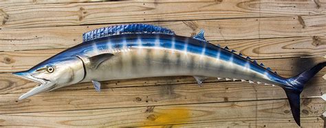 Wahoo 55 inch left Full Mount fiberglass fish replica - The Fish Mount Store