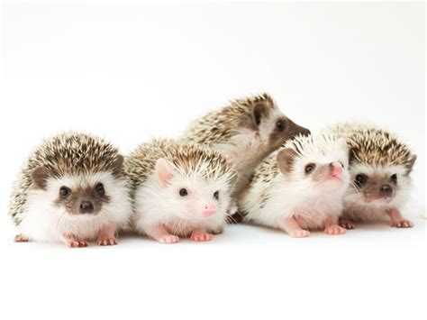 17 Species of Hedgehogs - All Hedgehog Types and Breeds - VIVO Pets