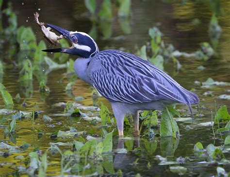 The Predator and the Prey – Shoal Creek Conservancy