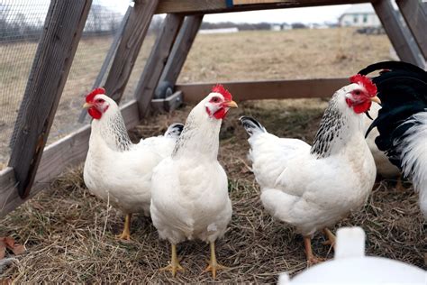 Best Egg Laying Chickens (Heritage Breeds!) - The Seasonal Homestead