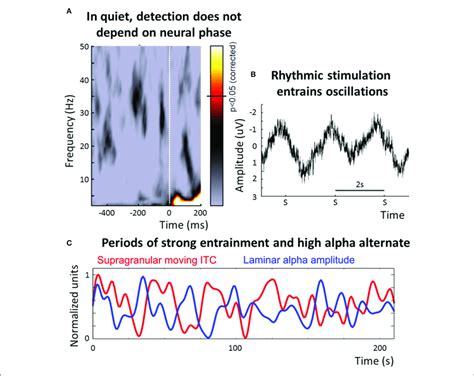 | Overview of the role of neural oscillations for stimulus selection... | Download Scientific ...