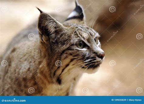 Bobcat - Soft Closeup Profile Stock Image - Image of eyes, arizona: 109033839