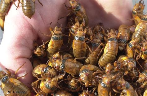 DC-area cicadas begin to emerge in off-schedule appearance - WTOP News