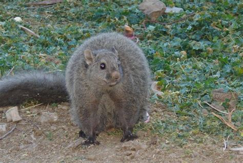 5 Fakta Woolly Flying Squirrel, Tupai Berukuran Raksasa!