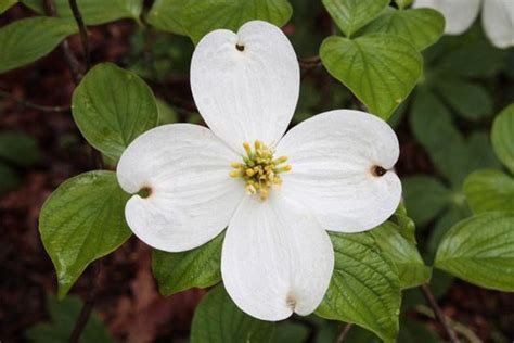 north carolina state tree and flower | State Flower | dogwood,NC ...