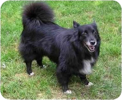 Annie | Adopted Dog | 307 | Abingdon, MD | Border Collie/Sheltie ...