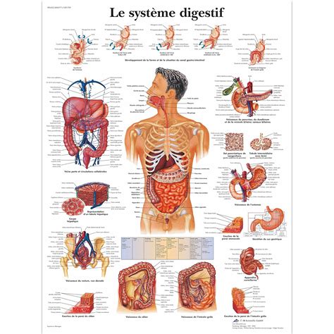 3B Scientific VR2422L Planche Anatomique, Le Système Digestif : Amazon ...