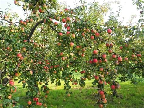 High Yield Hybrid Apple Varieties in India: State Wise