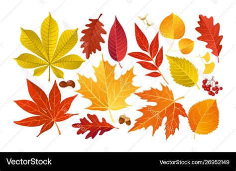 Fall autumn leaves Royalty Free Vector Image - VectorStock