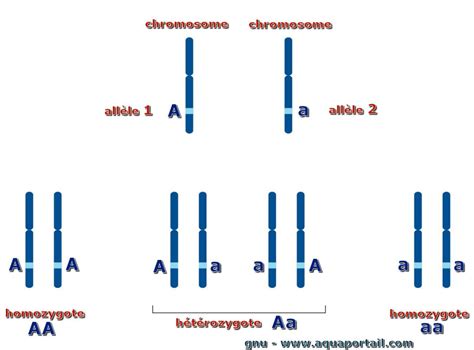 Dominant Allele