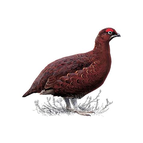 Red Grouse Bird Facts | Lagopus Lagopus