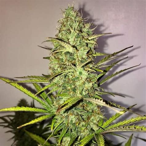 Sale of Fast Eddy CBD Auto by Royal Queen Seeds