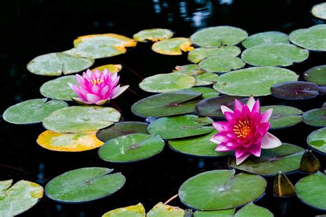 Photo gratuite: L'Eau, Lotus, Plante Aquatique - Image gratuite sur Pixabay - 825968