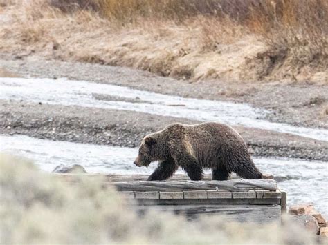 Woman killed in apparent bear attack outside Yellowstone : NPR