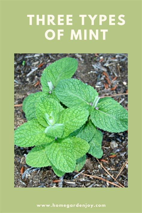 Three types of mint for the home garden | Types of mint plants, Mint garden, Peppermint plants