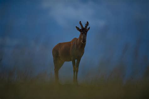 Low Light Wildlife Photography Photograph by Roshkumar - Fine Art America