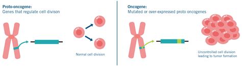 What are Oncogenes? Biocare Basics